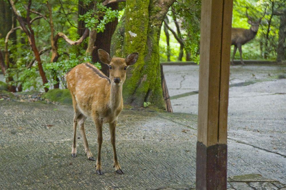 Tsukihitei Hotel Nara Eksteriør billede